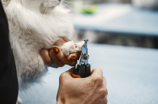 The Benefits of Regular Nail Trims for Dogs