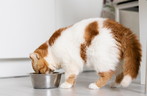 What to Look for When Selecting Food for Your Cat